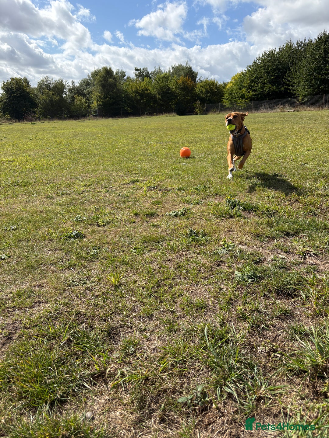 Mixed Breed dogs for sale: Thor ❤️ - Image 8