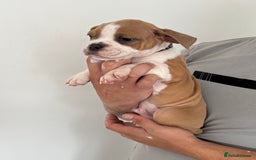 Dorset Olde Tyme Bulldogge dogs for sale: Bulldog puppy - Image 8
