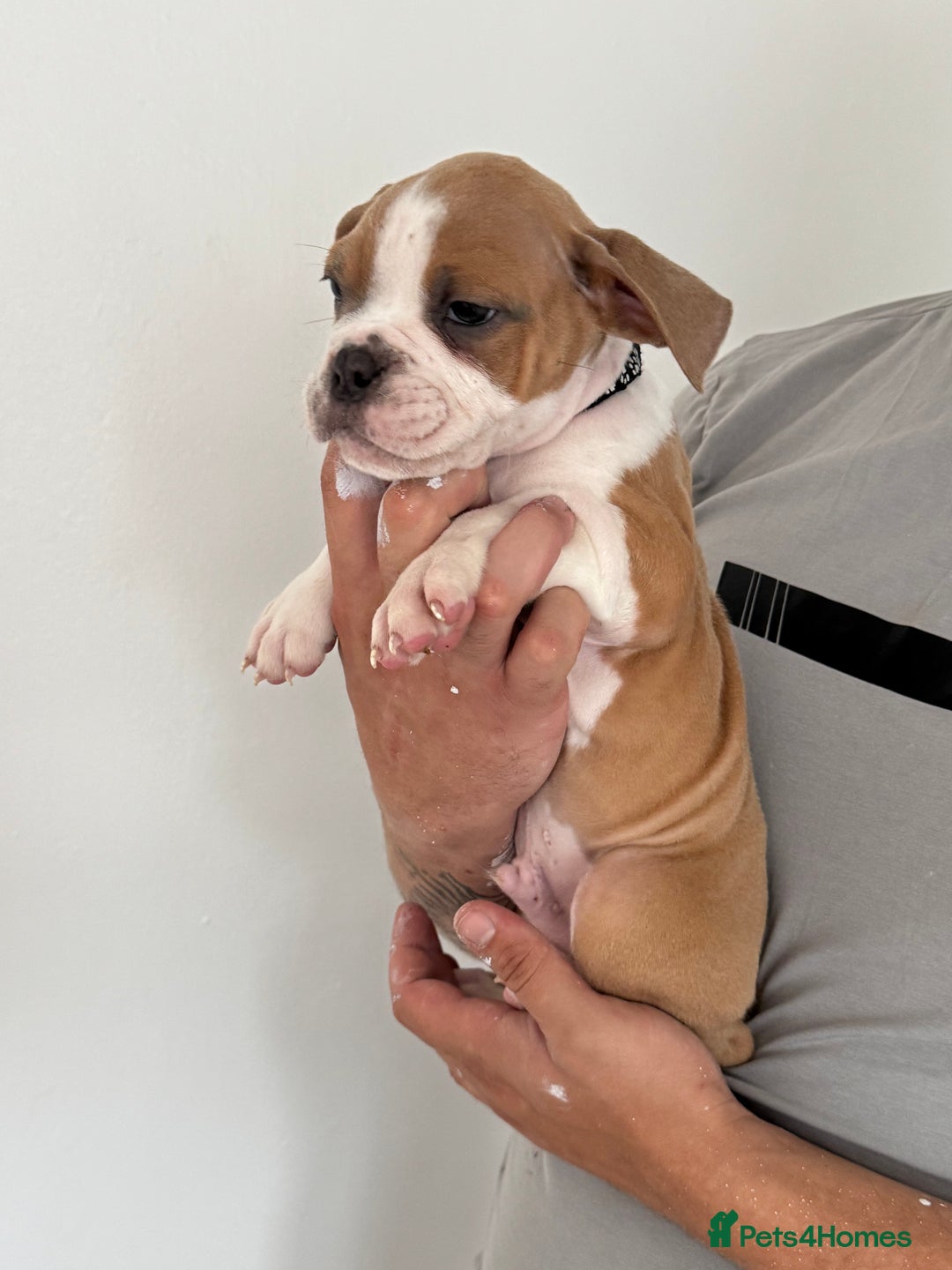 Dorset Olde Tyme Bulldogge dogs for sale: Bulldog puppy - Image 8