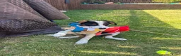 Border Collie dogs for sale: Border collie puppy female  - Advert 3