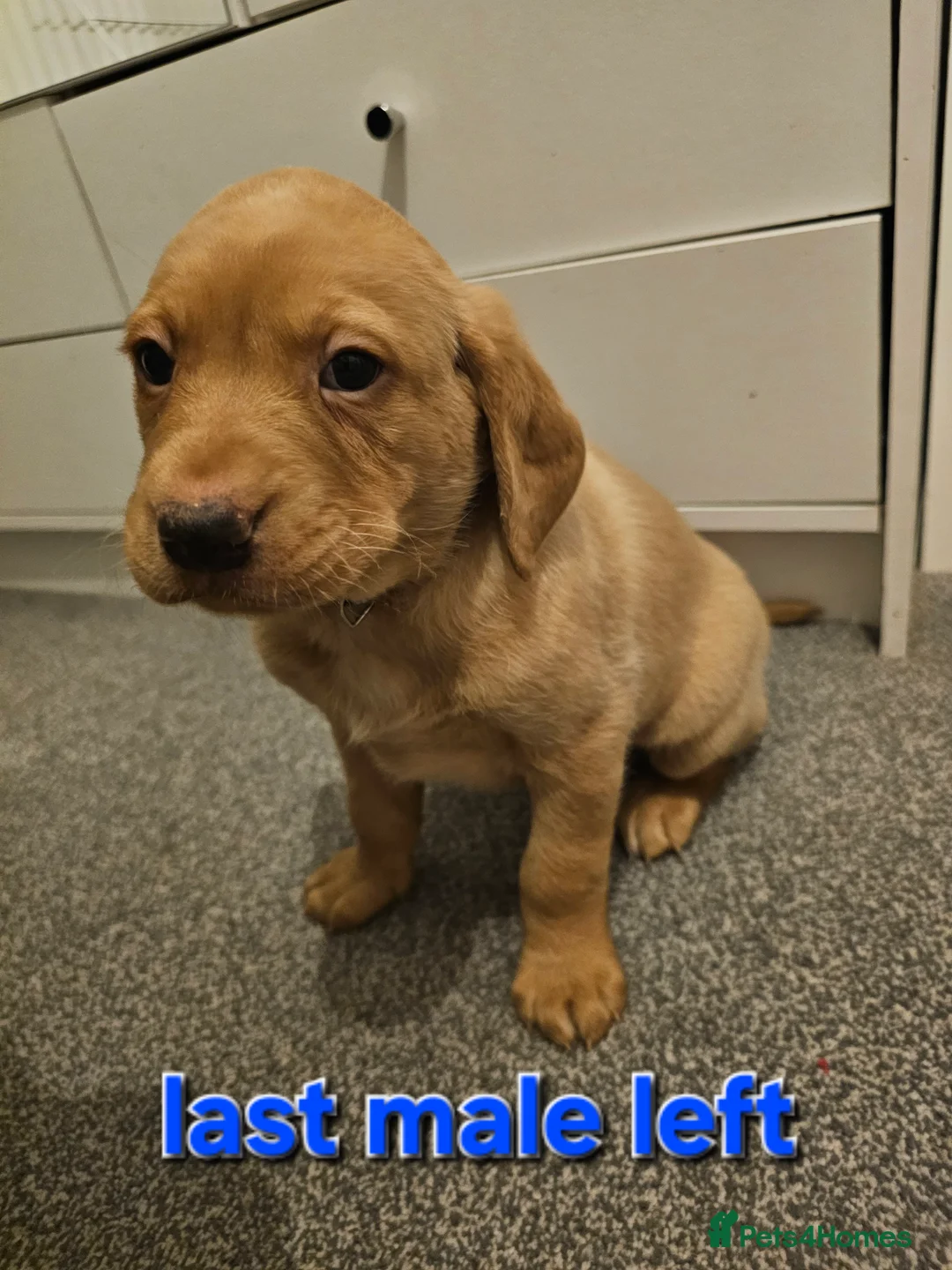 Labrador Retriever dogs for sale: Kc registered labrador pups  - Advert 3