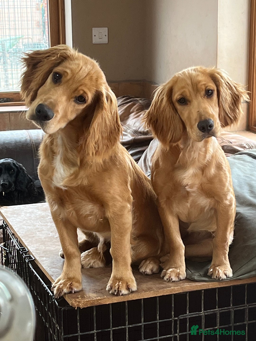 Cocker Spaniel dogs for sale: Working Cocker - Image 6