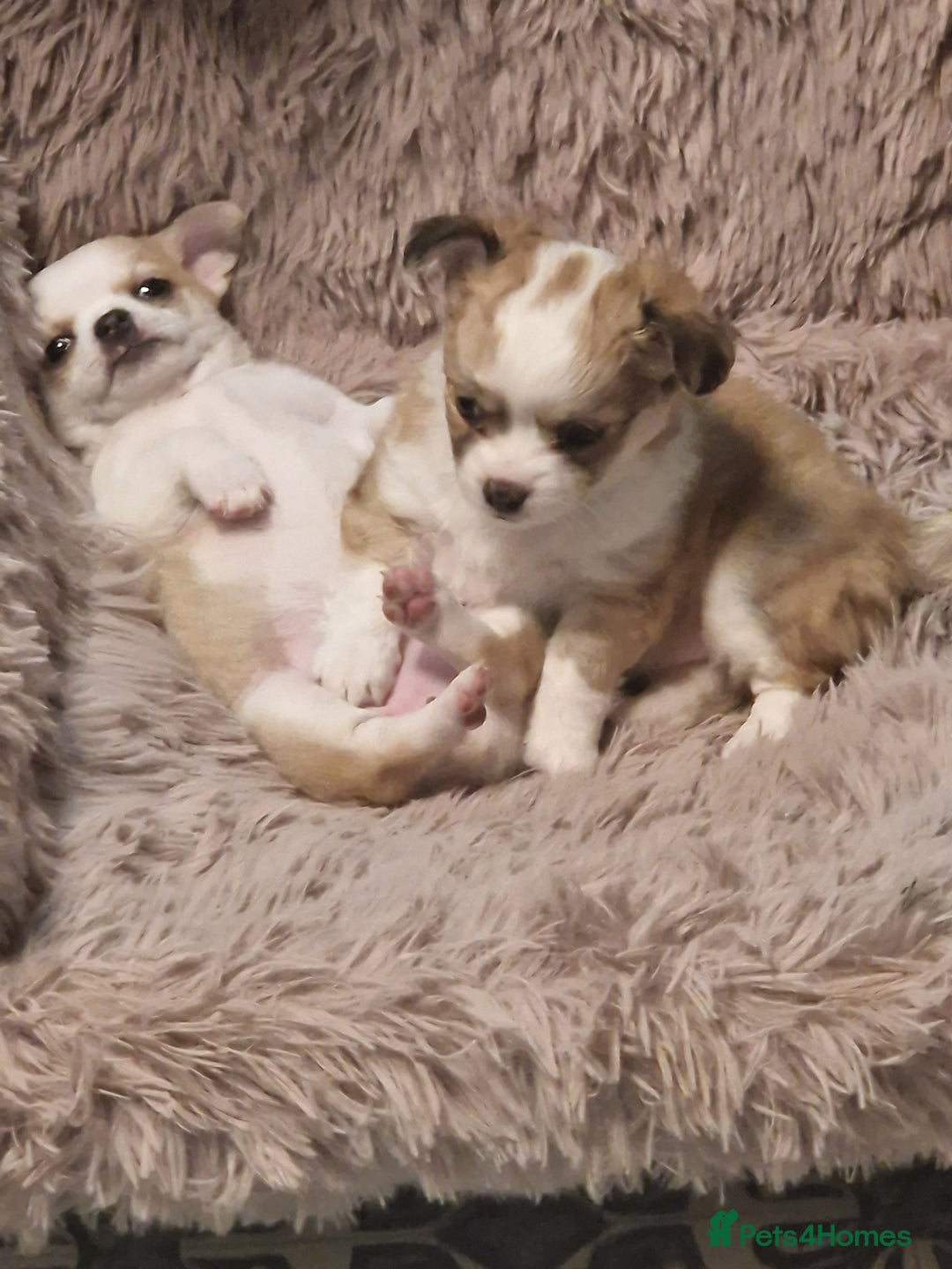 Chihuahua dogs for sale: Beautiful chihuahua girls for sale! - Advert 2