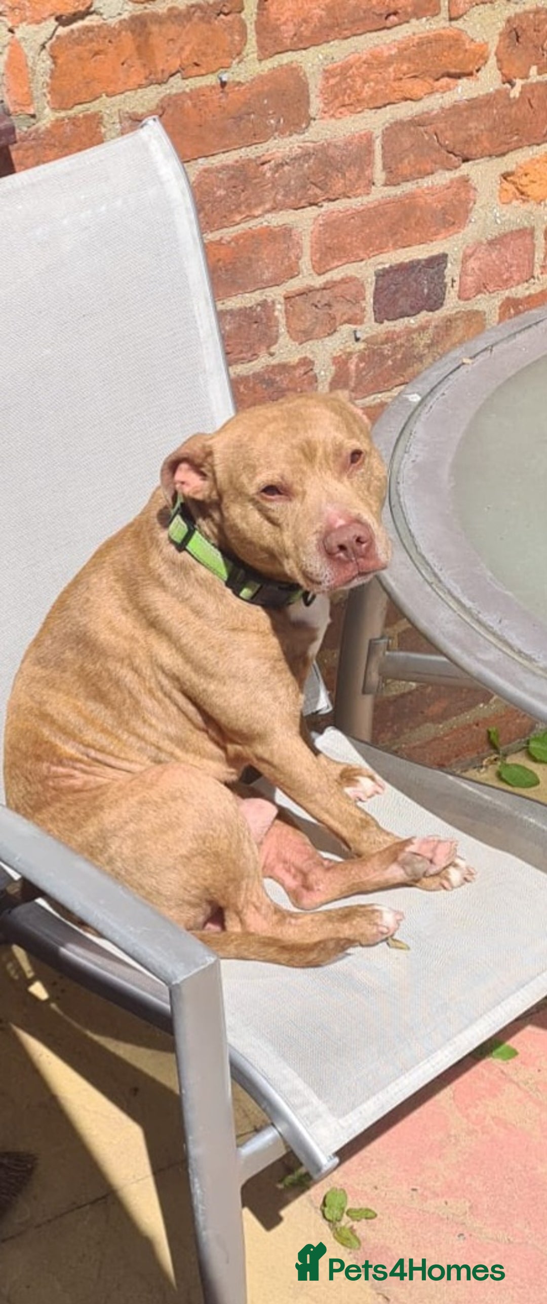 Staffordshire Bull Terrier dogs for sale: Beautiful staffy pups - Image 5