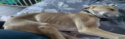 Lurcher dogs for sale: Large breed lurcher - Advert 12