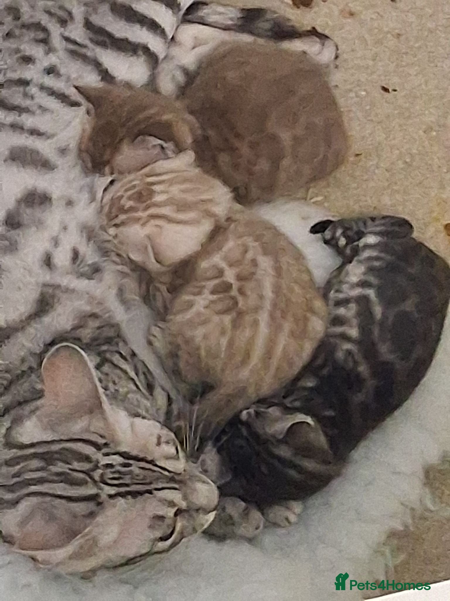 Bengal cats Superbly rosetted Bengals - Advert 1