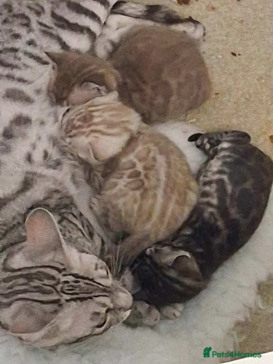 Bengal cats for sale: Superbly rosetted Bengals - Advert 1
