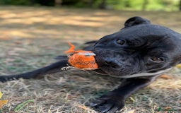 Mixed Breed dogs for stud: STAFFORDSHIRE BULL TERRIER MIX FOR STUD - Image 2