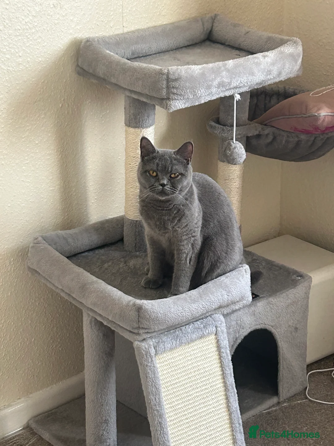 British Shorthair cats for sale: 3 adorable British kittens - Advert 1