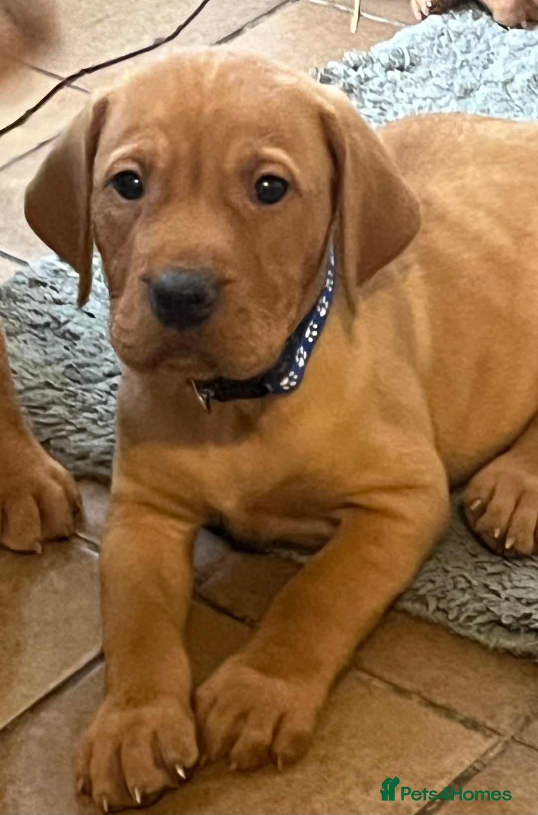 Mixed Breed dogs for sale: HUNGARIAN VIZSLA x FOX RED LABRADOR  - Advert 8