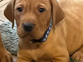 Mixed Breed dogs HUNGARIAN VIZSLA x FOX RED LABRADOR - Advert 6