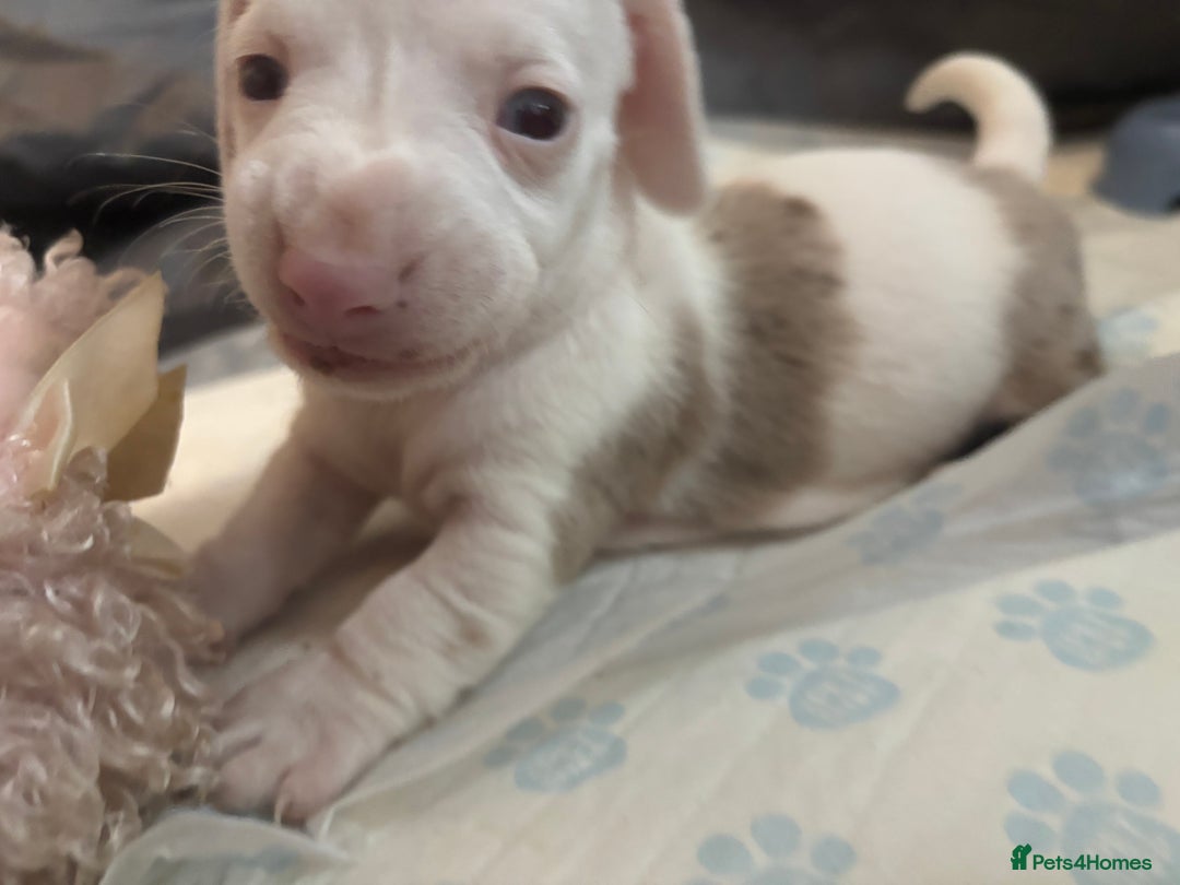 Dachshund dogs for sale: Pink and white albino chocolate dapple dachshund  - Advert 1