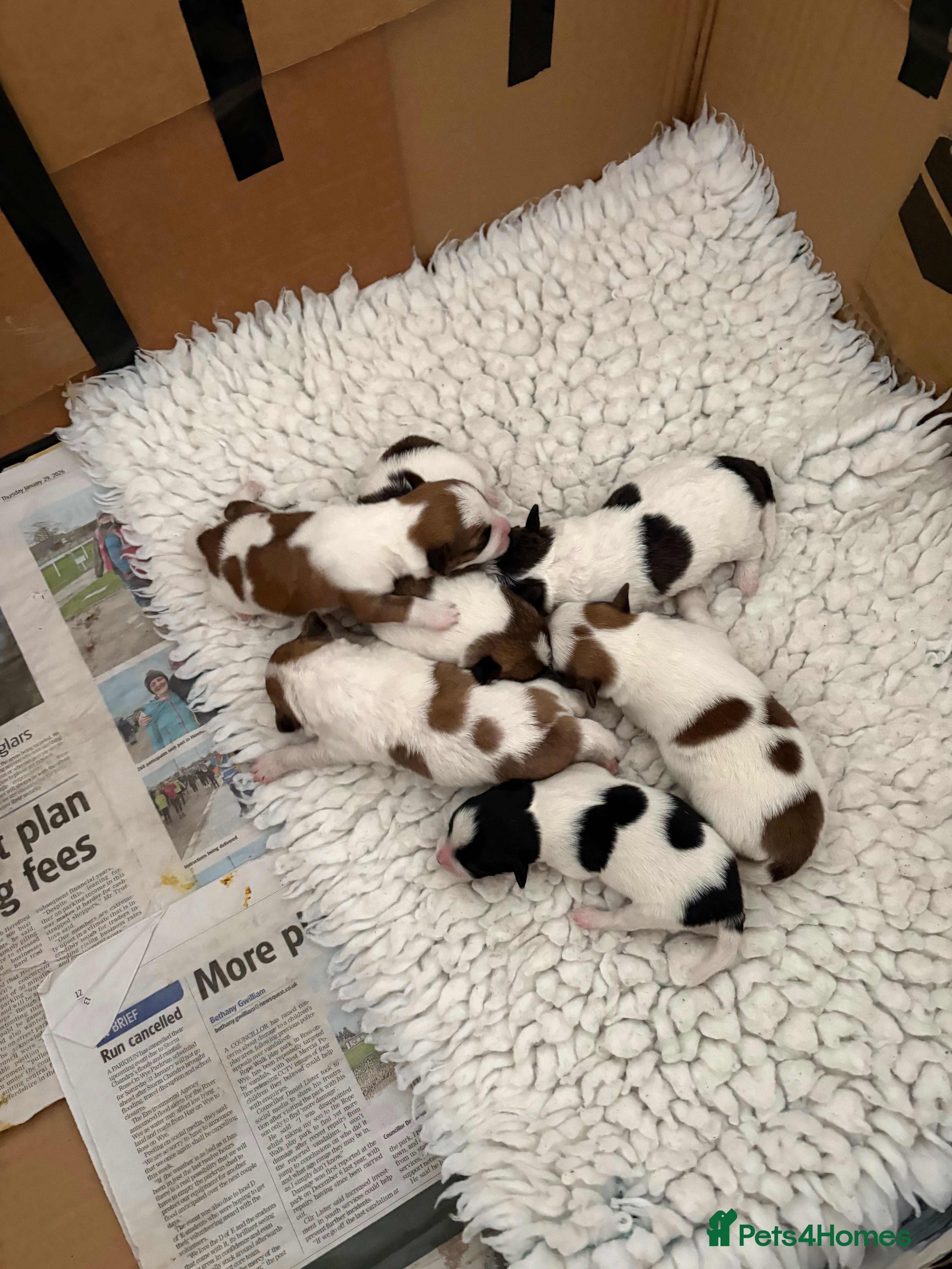 Mixed Breed dogs Adorable Jack Russell x  Zoochon Puppies - Advert 3