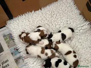 Mixed Breed dogs Adorable Jack Russell x Zoochon Puppies - Advert 3