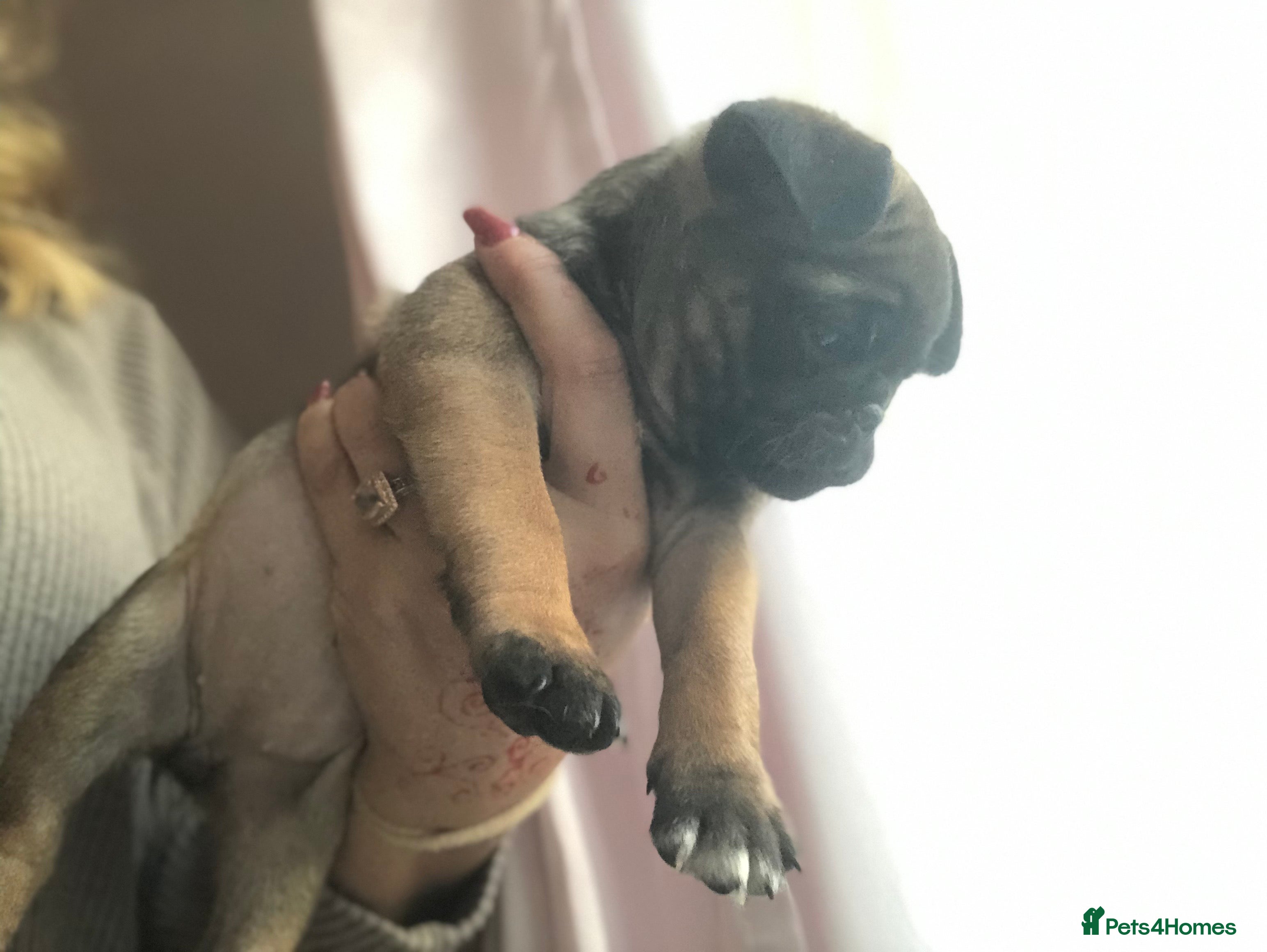 Pug dogs chunky apricot fawn female ready from 2/1/26 - Advert 8