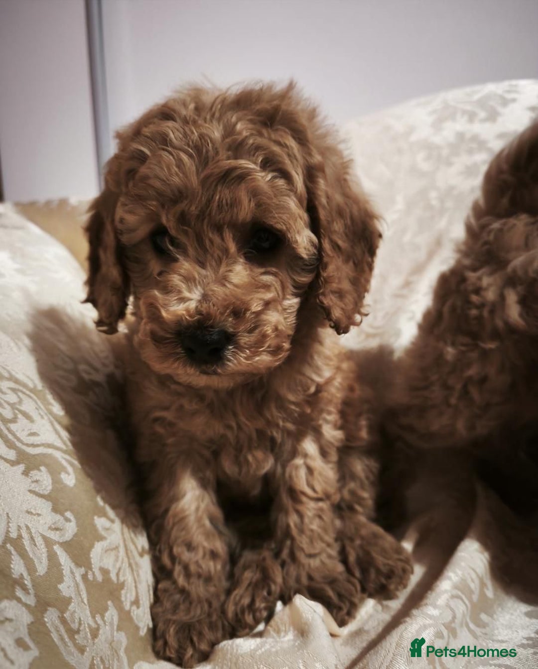 Cavapoo dogs for sale: Beautiful Toy Cavapoo Puppies £1395 - Advert 7