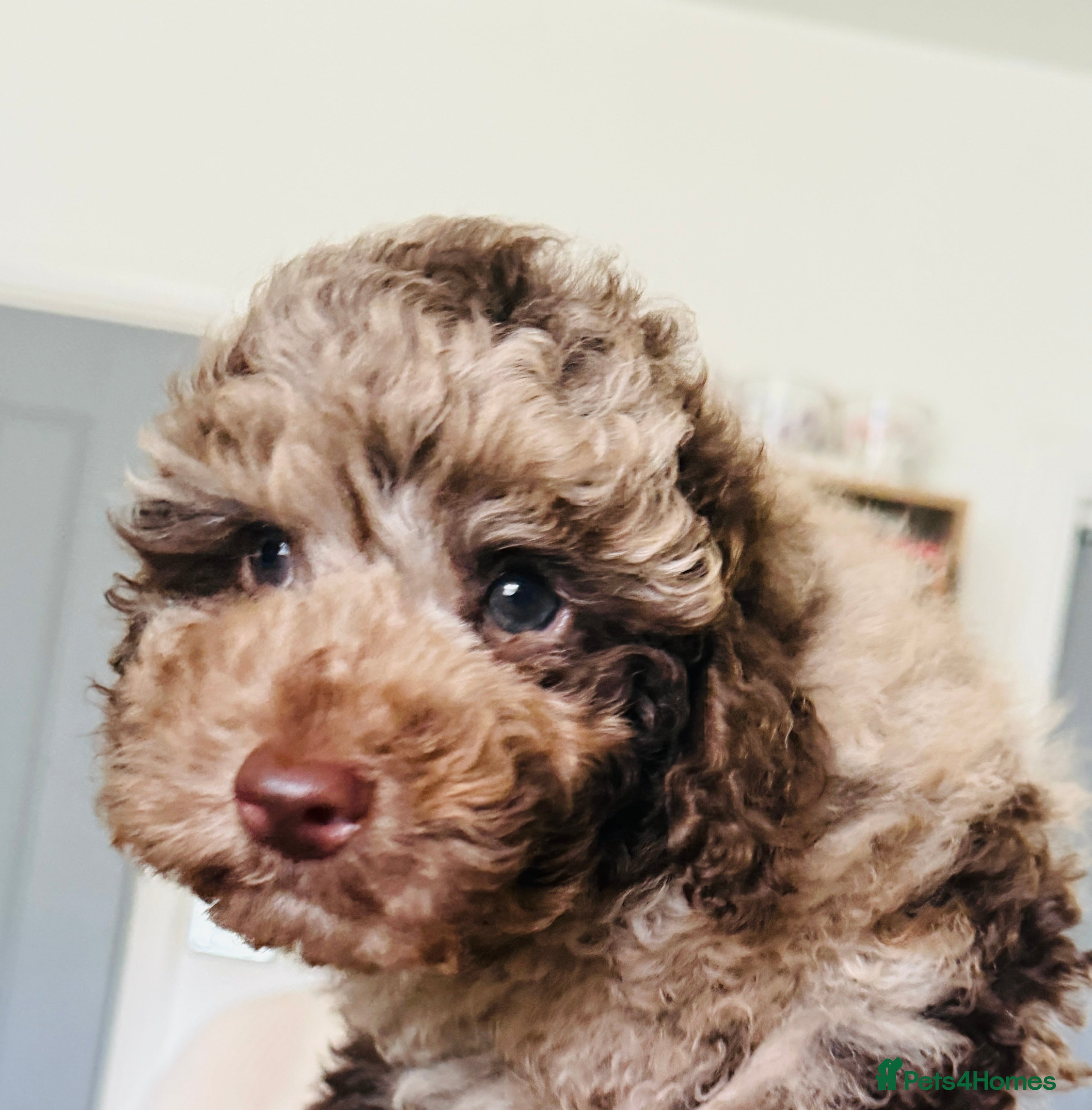 Cockapoo dogs Ready now 1 stunning merle toy cockapoo pup left - Advert 10