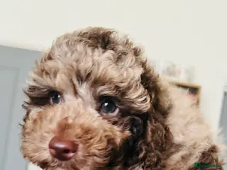 Cockapoo dogs Ready now 1 stunning merle toy cockapoo pup left - Advert 10