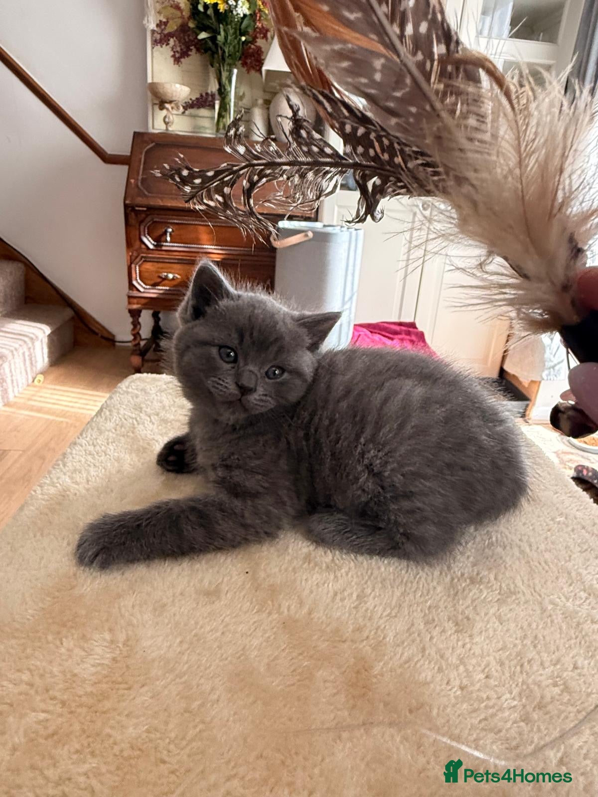 British Shorthair cats British shorthair mix with Ragdoll - Advert 2