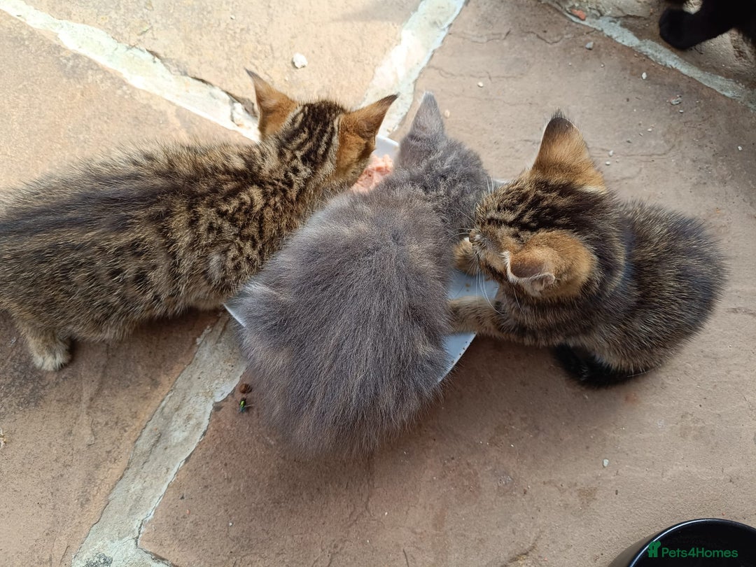 Mixed Breed cats for sale: Adorable kitties ready to go.  - Image 11