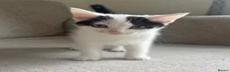 Mixed Breed cats for sale: 6 beautiful kittens ready for their forever home  - Advert 17