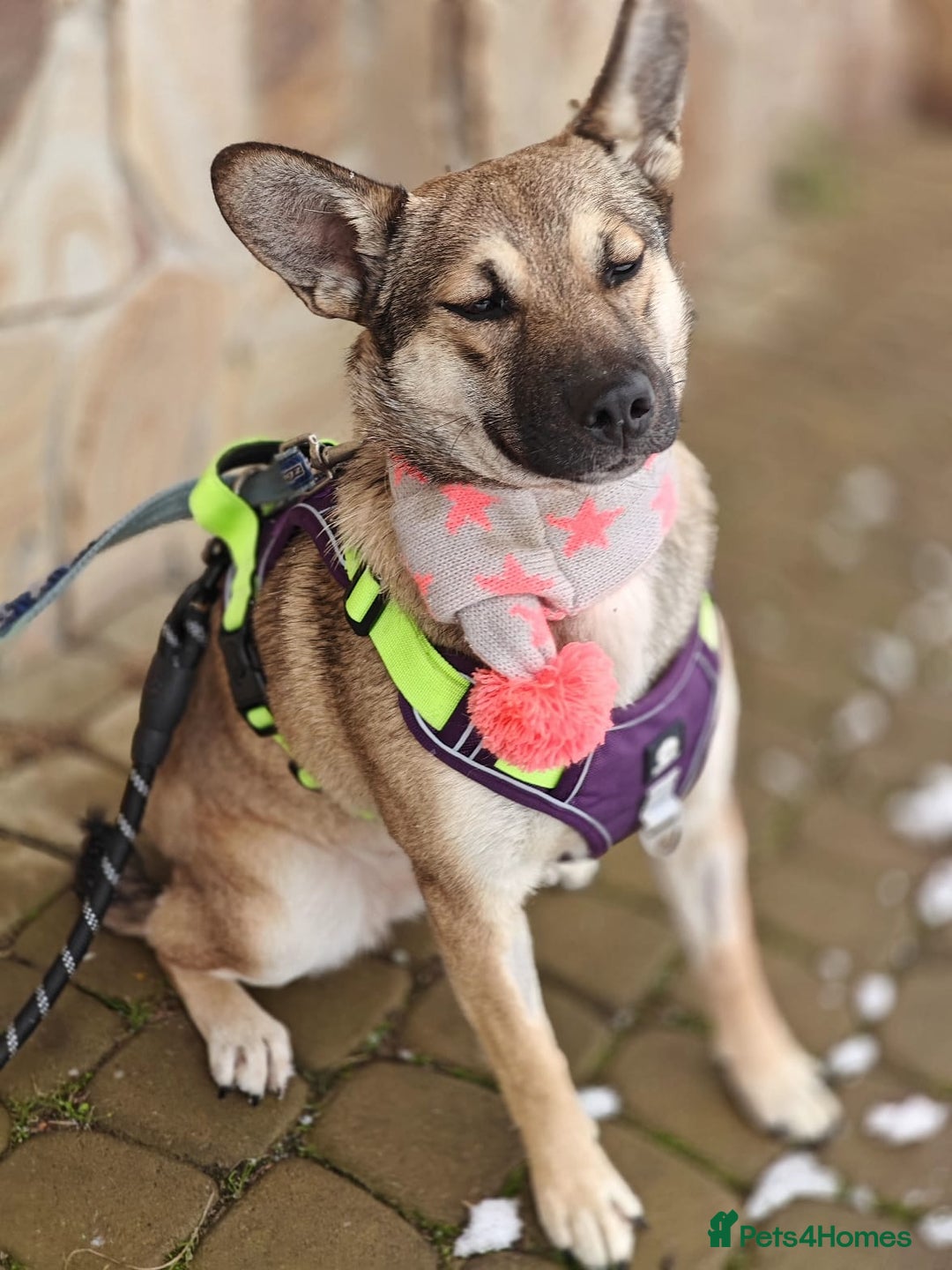 Mixed Breed dogs for adoption: ❤️TESSA – Soft and Gentle Puppy❤️ - Advert 12