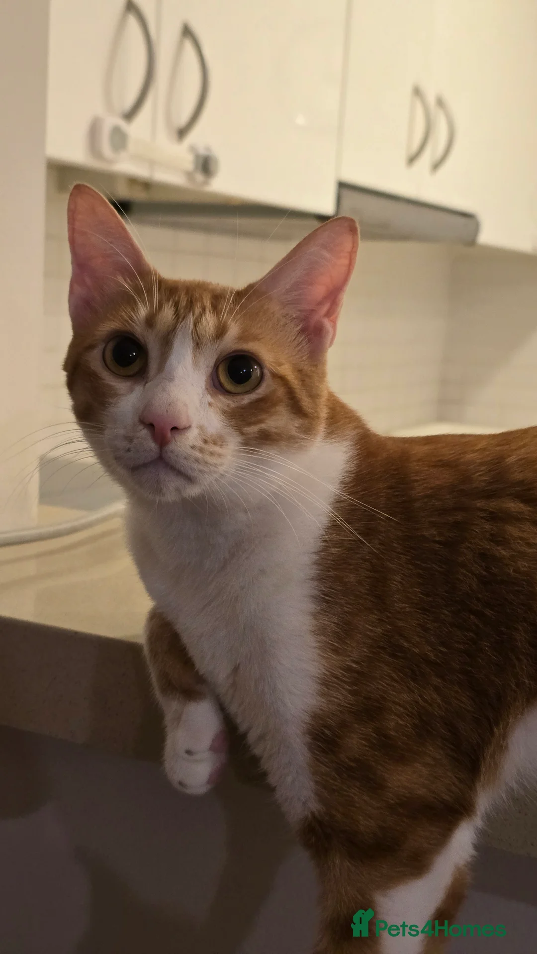 Mixed Breed cats for adoption: [Indoors Only] Light - Lovely & Playful Boy - Advert 2