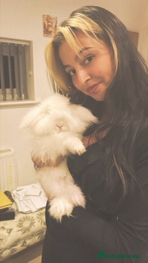 Gallery Image {{count}}