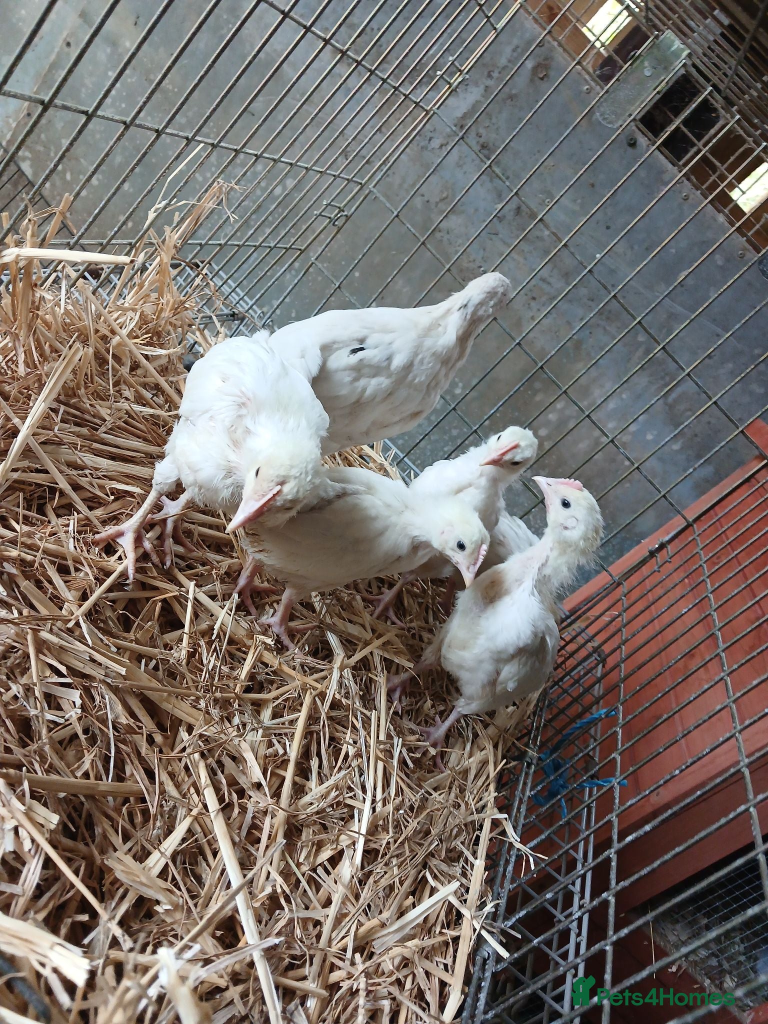 Chickens poultry Hybrid leghorn chickens  - Advert 13