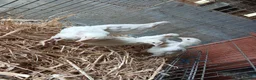 Chickens poultry for sale: Hybrid leghorn chickens  in Craven Arms - Advert 1