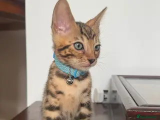 Bengal cats Registered male bengal kitten - Advert 2