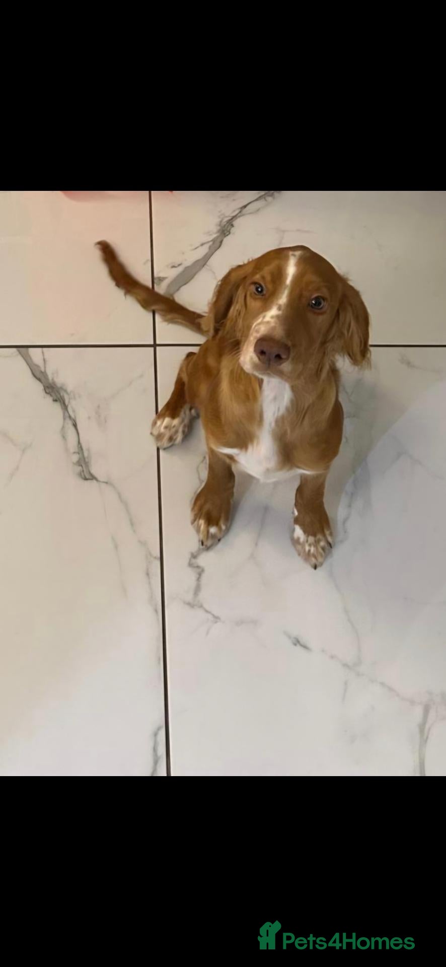 Cocker Spaniel dogs Cocker spaniel 6 months old - Advert 24