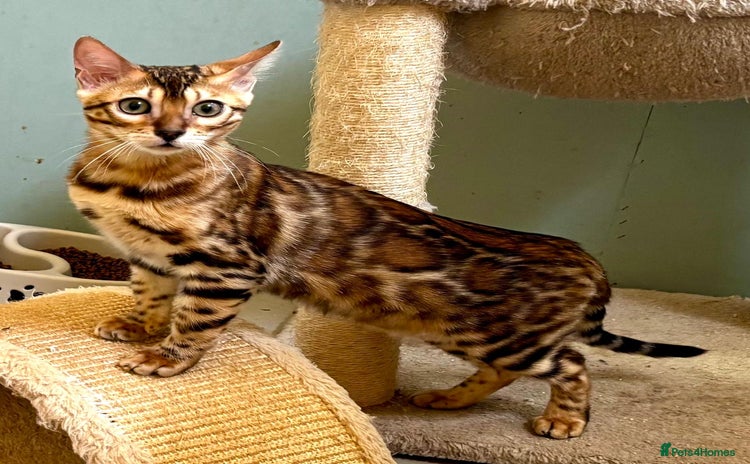 Bengal cats - Advert 5