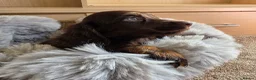 Cocker Spaniel dogs for sale: Working Type Cocker Spaniels - Advert 39