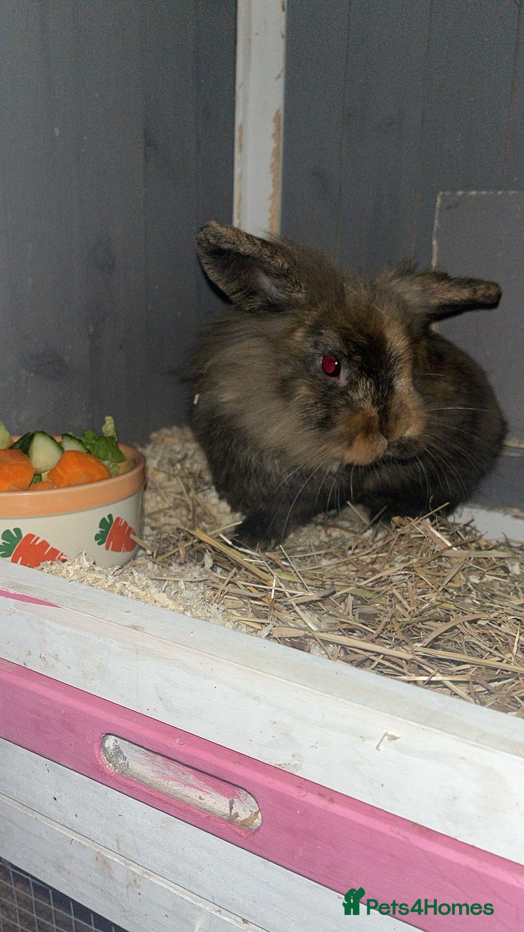 Mixed Breed rabbits for sale: 2 Lop ear crossed Lion-head Rabbits - Advert 3