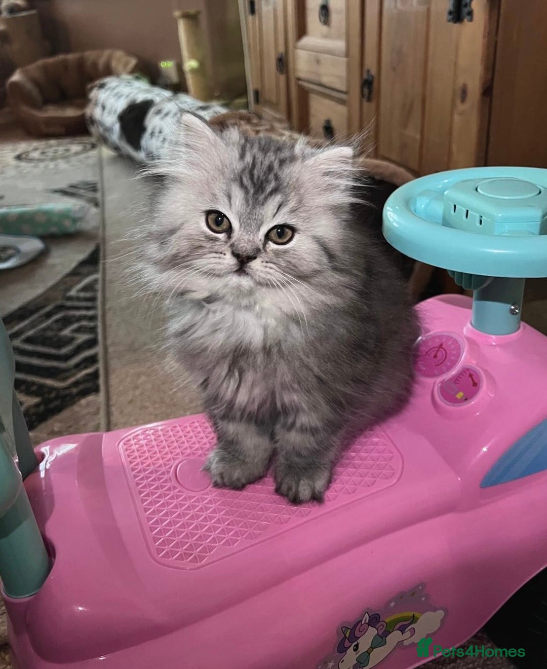 Persian cats for sale: 3 gorgeous, mischievous baby boys💙 - Advert 8