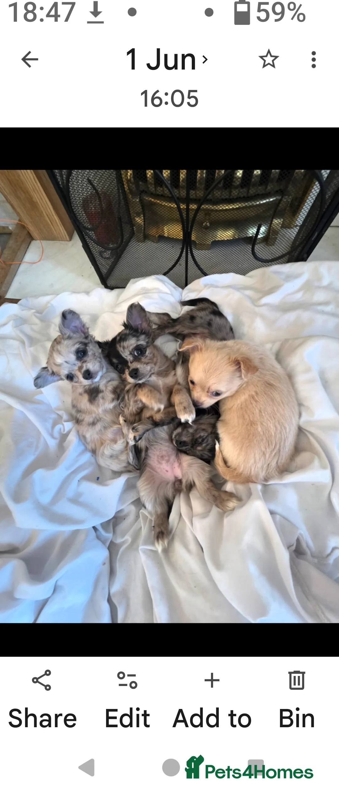 Chihuahua dogs for sale: Chihuahua girl blue+lilac merle on cream 5m - Advert 2