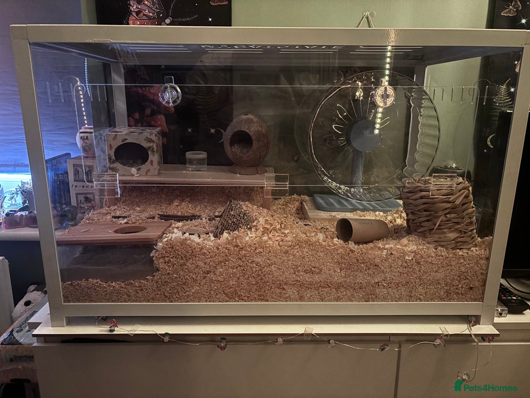 Hamster rodents for sale: Gorgeous male Syrian hamster named Mahogany…  - Image 3