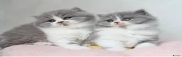 British Longhair cats for sale: PEDIGREE British Longhair kittens - Advert 8