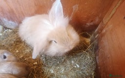 Mini Lion Lop rabbits for sale: 2 male Lion head lop bunnies for sale - Image 3
