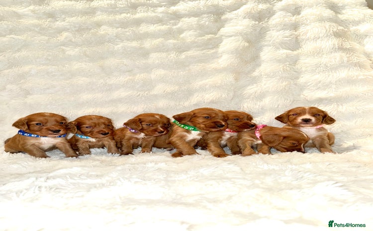Cocker Spaniel dogs - Advert 16