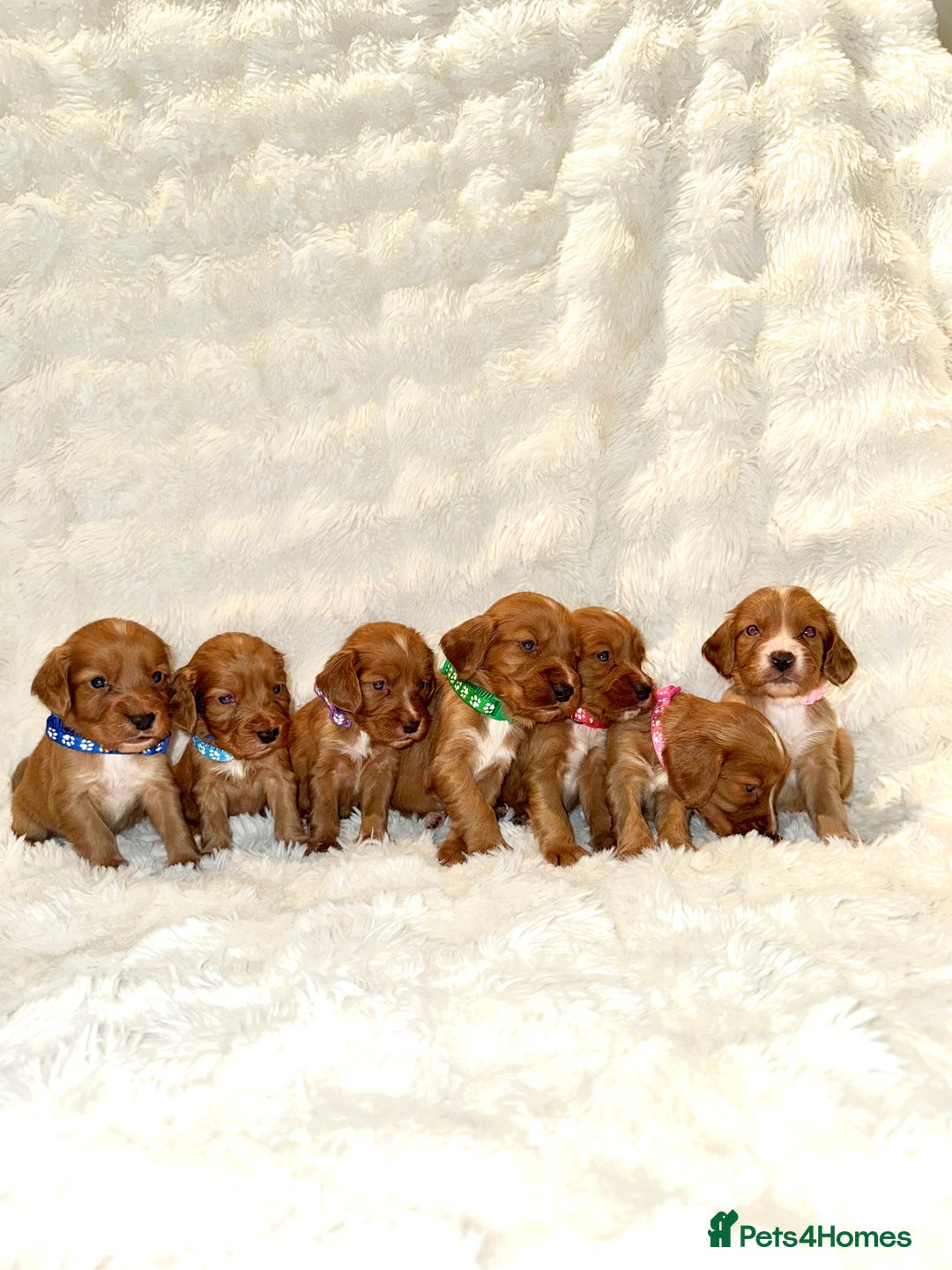 Cocker Spaniel dogs for sale: 🧡Fox Red WCS🧡 - Image 11