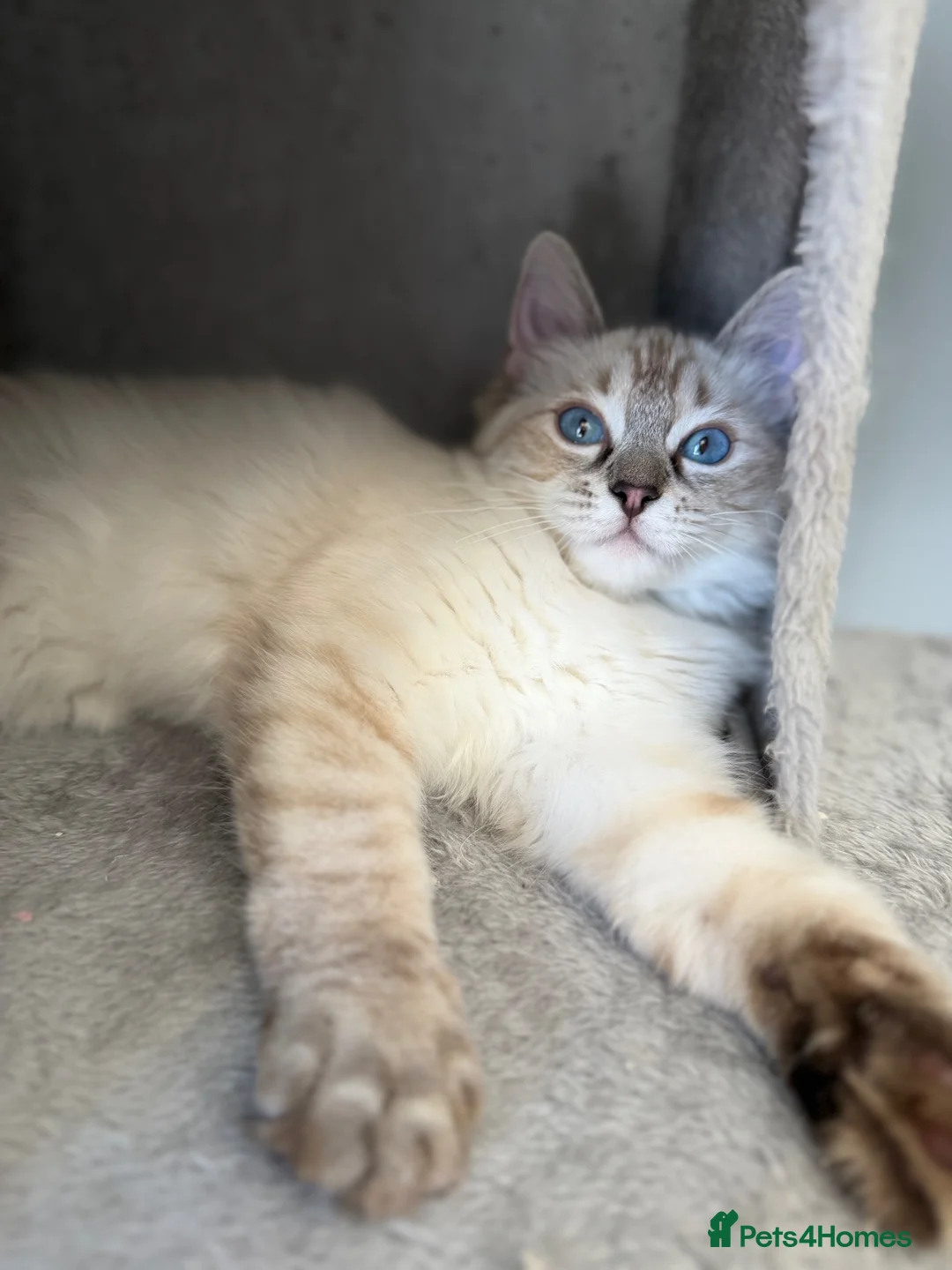 Ragdoll cats for sale: 💖 Stunning Ragdoll Kittens GCCF LAST ONE (Girl) - Advert 2