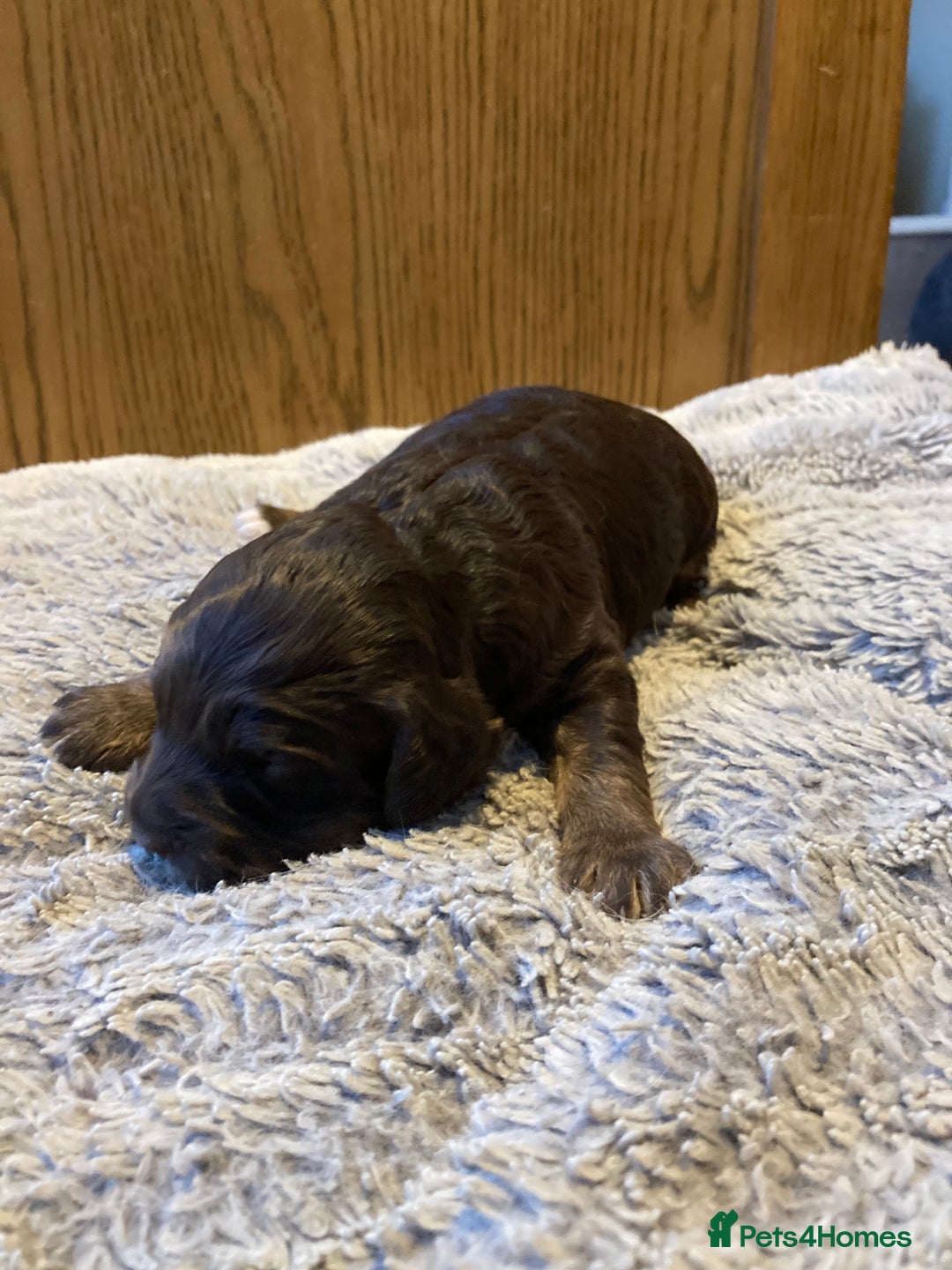 Cockapoo dogs for sale: Stunning Litter of Phantom F1 Cockapoo Puppies - Image 5