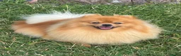 Pomeranian dogs for sale: Beautiful orange Pom girl for sale  - Advert 5
