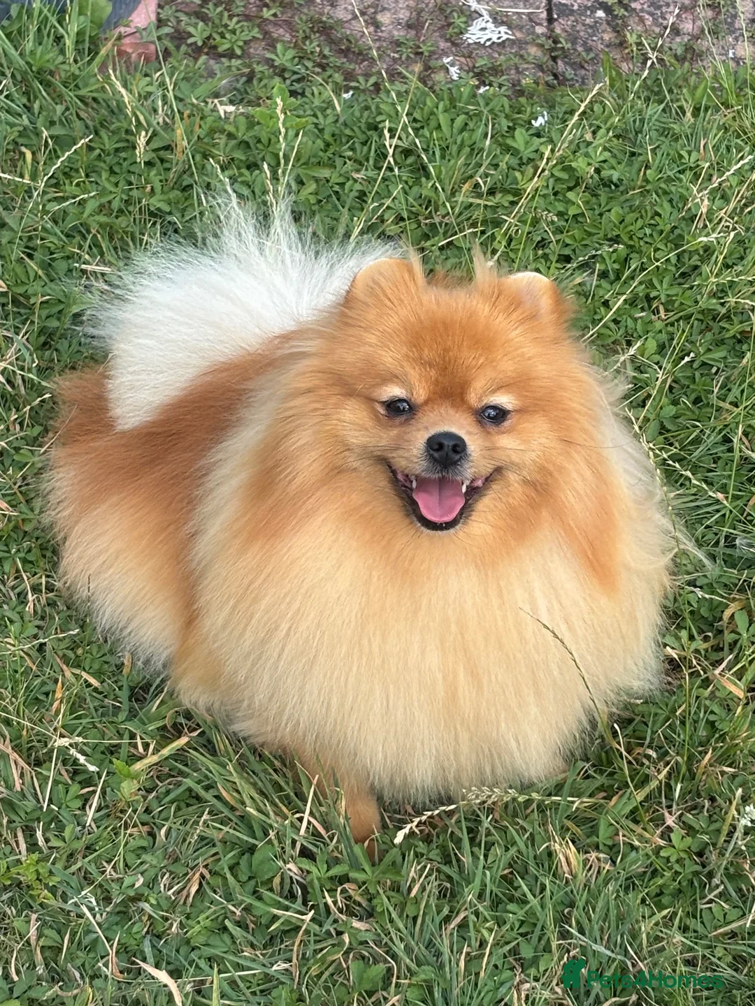 Pomeranian dogs for sale: Beautiful orange Pom girl for sale  - Advert 2