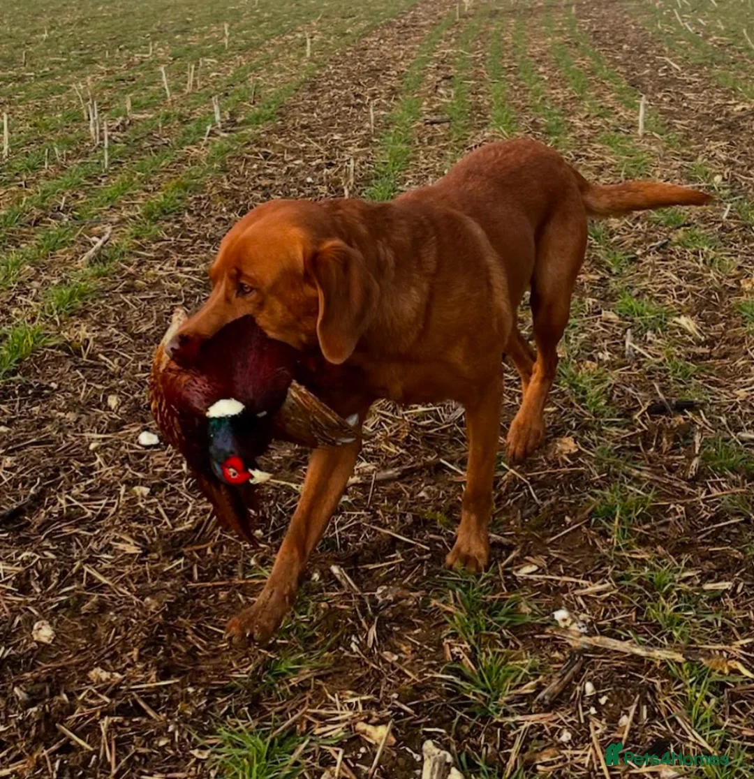 Labrador Retriever dogs for sale: Outstanding KC registered Fox Red Labrador Puppies - Advert 16