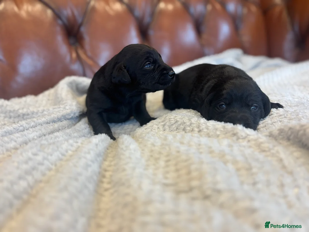 Labrador Retriever dogs for sale: Black Labrador Puppies  - Advert 7