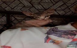 Sphynx cats for sale: 3 beautiful sphynx kittens for sale  - Image 3