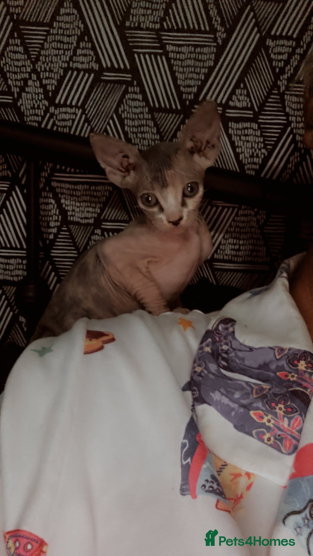 Sphynx cats for sale: 3 beautiful sphynx kittens for sale  - Image 3